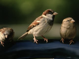 Sparrows  Central Park  NYC