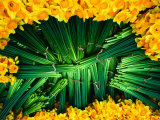 Freshly Cut Daffodils in the Dandenong Ranges  Melbourne  Victoria  Australia