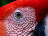 Scarlet Macaw (Ara Macao)  Tambopata-Candamo National Park  Madre De Dios  Peru