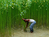 Farmer Harvesting Jute  Tangail Dhaka  Bangladesh