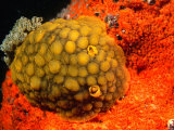 Wellingtonensis Nudibranch (Sea Slug)  Hunter Bank  Wellington  New Zealand