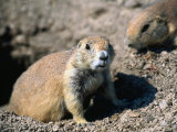A Black-Tailed Prairie Dog - Badlands National Park  South Dakota  USA