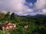 Overhead of House in Rainforest  Roseau Valley  Dominica