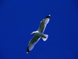 Herring Gull (Larus Argentatus) in Flight  North Berwick  United Kingdom