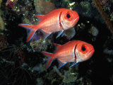 Blackbar Soldierfish (Myripristis Jacobus)  Tarou  Dominica