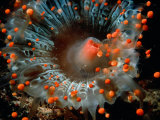 Detail of Orange Ball Corallimorpharian  Castle Comfort House Reef  Dominica
