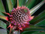 Pineapple Head on Plant  Lauli'I  Samoa