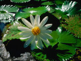 Detail of Water Lily  Indonesia