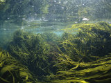 Kelp Leaves Wave in a Kelp Forest