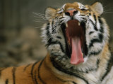 A Siberian Tiger Yawns While Resting