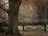 Beech Tree