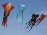 Octopus and Squid-Shaped Kites Fly Above Berkeley Marina Park