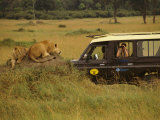 Tourist Views Lions from a Safari Jeep