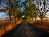 A Corrugated Dirt Road Through Farm Land in the Western District  Noorat  Victoria  Australia