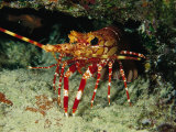 A Close View of a Lobster Near its Reef Home