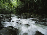Creek Rushing Through a Woodland Setting