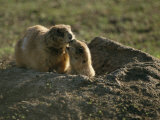Two Prairie Dogs at the Entrance to Their Den