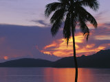 Palm Tree Silhouetted against Fiery Clouds and Sea at Sunrise
