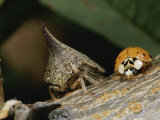 Ladybug and a Leafhopper Encounter Each Other on a Twig