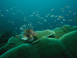 Lionfish and Other Small Fish Swimming over a Reef of Large Corals