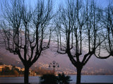 Bare Trees in Front of Locarno and Lake Maggiore at Dusk  Locarno  Switzerland