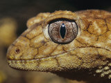 Close View of the Head of a Rough Knob-Tail Gecko