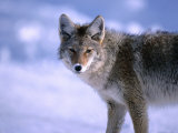 Coyote (Canis Latrans) in Winter  Yellowstone National Park  USA