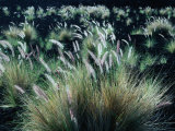 Pili Grass Growing on Lava Flow in the Kona Region  Kailua-Kona  USA