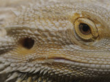 A Close View of the Head of a Central Bearded Dragon