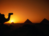 Camels and Pyramids at Sunset  Cairo  Egypt