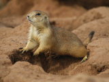 An Alert Prairie Dog at the Entrance to its Den
