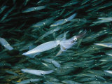 Hundreds of Longfin Inshore Squid Head to Cape Cod to Spawn in May