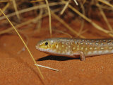 A Leopard Ctenotus Skink Resting in Red Desert Sand