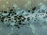 Close View of the Chromatophore Laden Skin of a Squid