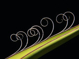 Detail of the Curlings on the Edges of the Leaves of the Yucca Plant  Big Bend National Park  USA
