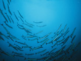 A Circling School of Barracuda in a Blue Sea