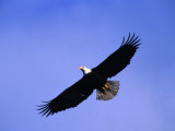 A Bald Eagle (Haliaeetus Leucocephalus) in Flight Near Homer  Alaska  Homer  USA