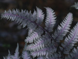 The Leaf of a Japanese Painted Fern Emerges in Spring