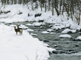 Sika Deer on the Snowy Banks of a River in Shiretoko National Park