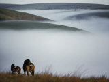A Pair of Exmoor Ponies on a Fog-Shrouded Moor