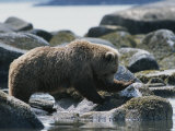 A Brown Bear Sow on a Rocky Shore