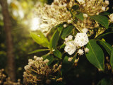 Mountain Laurel in Bloom in Early Morning Light