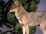 Coyote (Canis Iatrans)  Grand Canyon National Park  USA