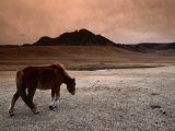 The Wild Horse of Mongolia