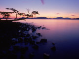 Silhouette of Tree at Sunset  Anacortes  WA
