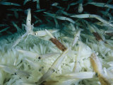 Opalescant Inshore Squid Lay More Than 50 000 Eggs at a Time