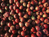 Bins of Apples Glisten with Morning Dew at a Roadside Stand