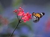 Monarch Butterfly Pollinating a Flower
