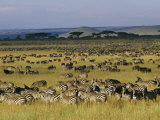 Herds of Zebra and Wildebeest on the Serengeti