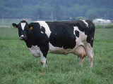 Holstein Cow in Pasture  CA